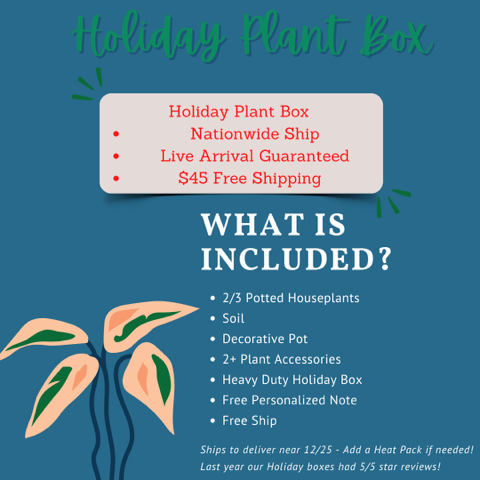 Holiday Plant Box