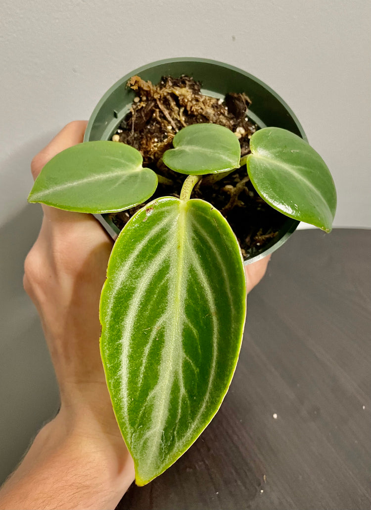 4” Peperomia Maculosa - Houseplant
