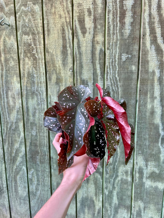 6” Harmonys Pink Vader