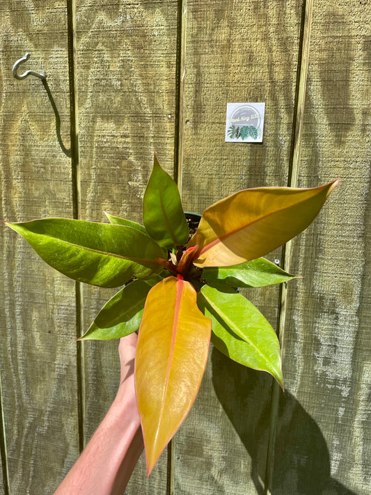 6” Prince Of Orange
