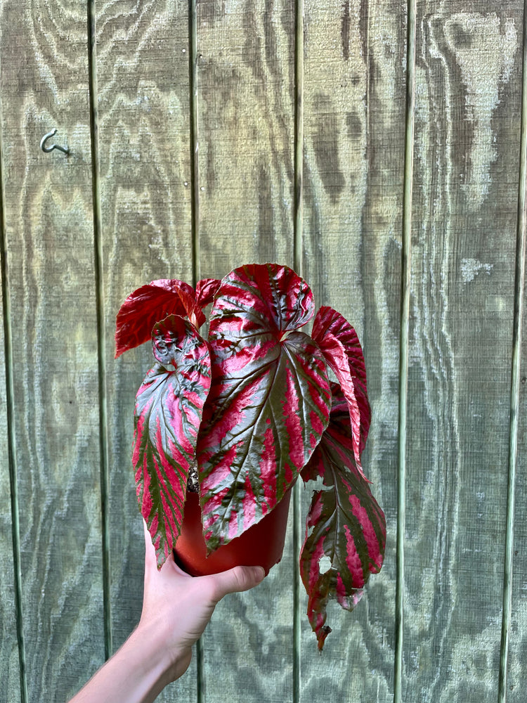 6” Begonia Breviremosa