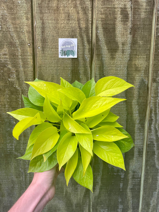 6” Neon Pothos