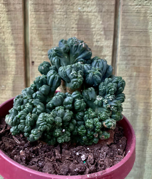 6” Ming Thing cactus - Cacti