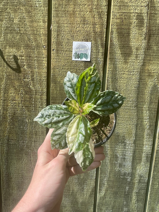 4” Rare Variegated Aluminum (special!)