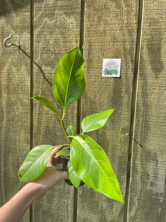 4” Ficus Yellow Gem