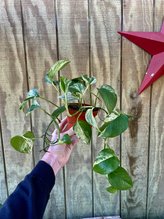 4” Snow Pothos