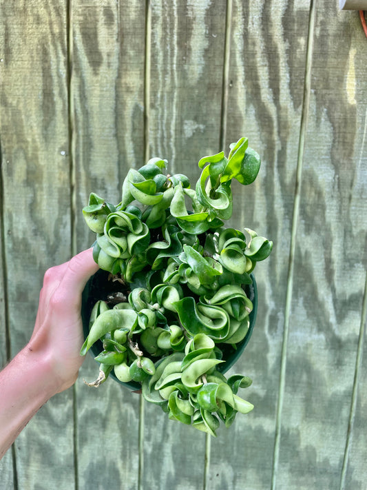 6” Hoya Compacta C