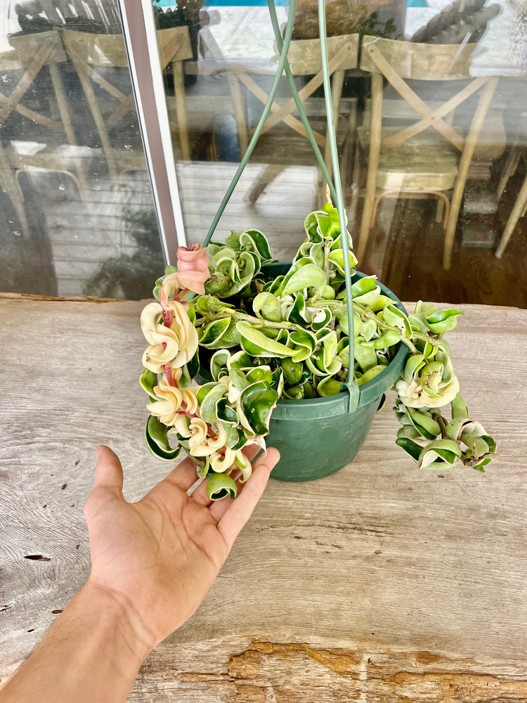 8” Hoya Variegated Rope