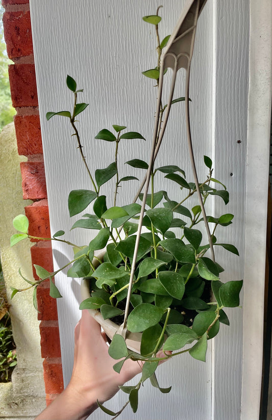 6” HB Hoya Nummularioids