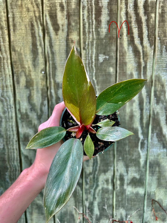 4” Pink Princess ‘M’