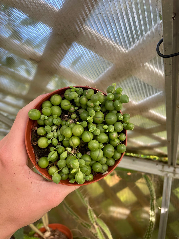 4” String Of Pearls
