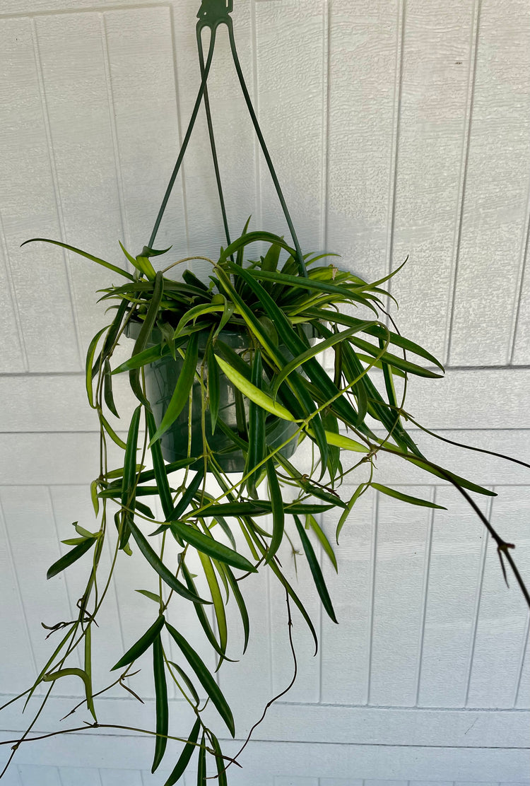 Hoya shepherdii 8” HB & 6” pot - Houseplant