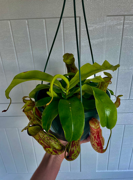 8” HB Nepenthes ‘Gaya’