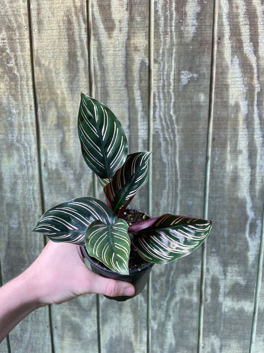 4” Calathea ‘Pinstripe’
