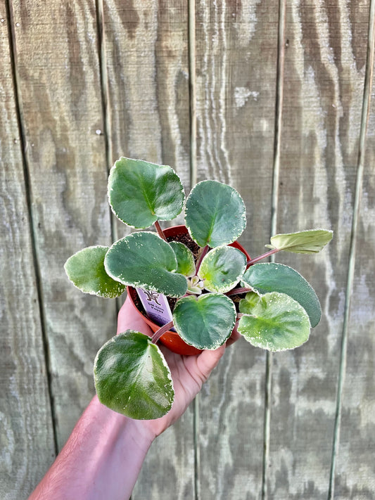 4” Variegated Violet ‘Chic’