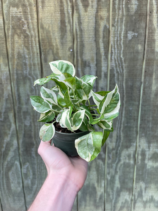 4” PJ Pothos