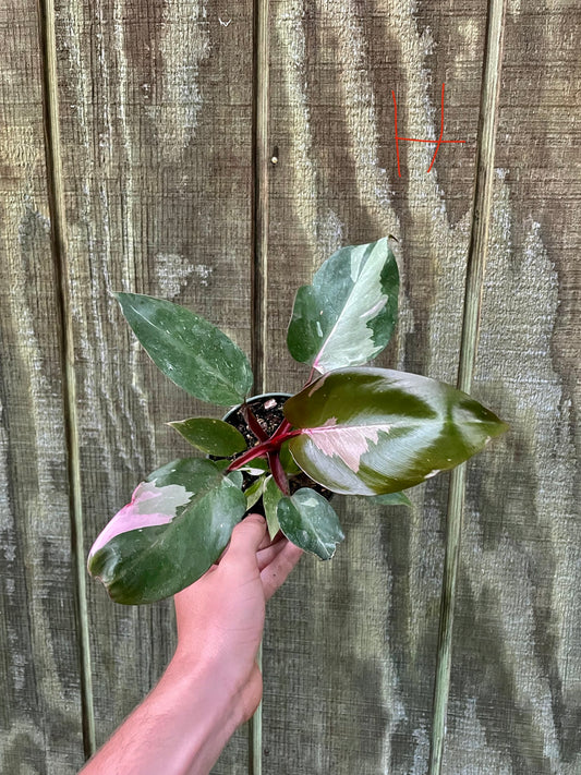 4” Pink Princess ‘H’