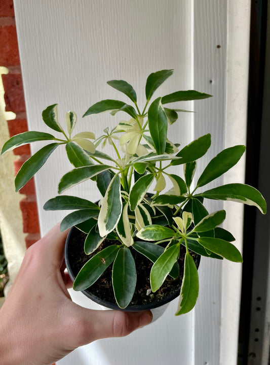 4” Variegated Umbrella Tree - Houseplant