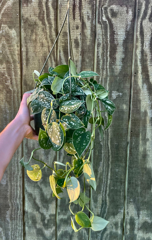 8” HB Silvery-Ann Scindapsus