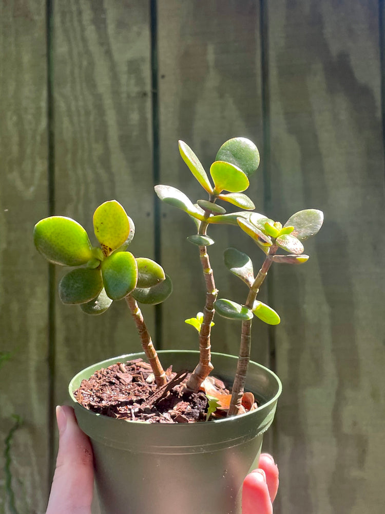 4” Jade Plant - Succulent