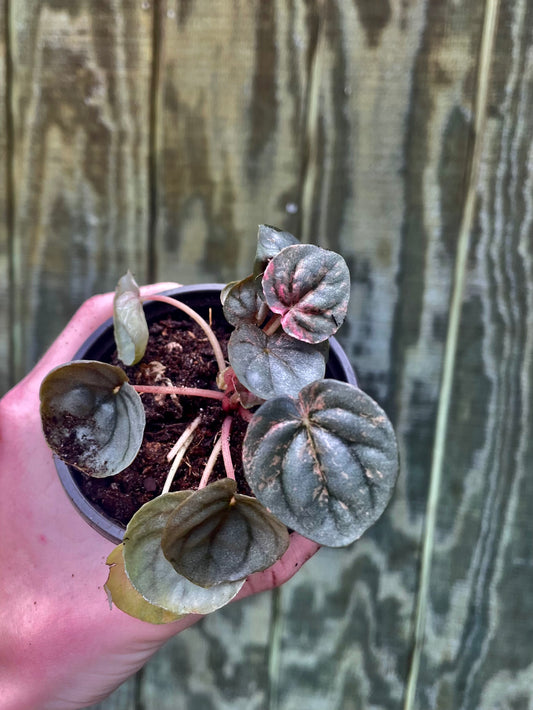 4” Pink Lady Peperomia