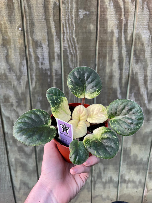 4” Variegated Violet ‘RS’