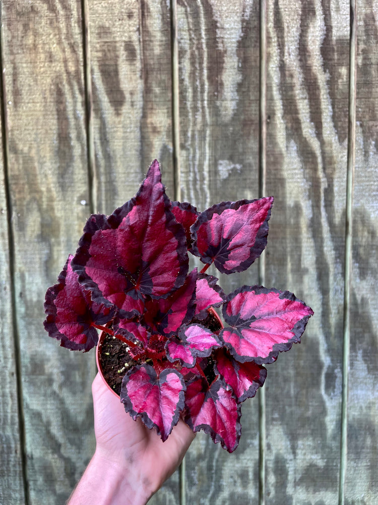 4” Begonia Cardinal Red