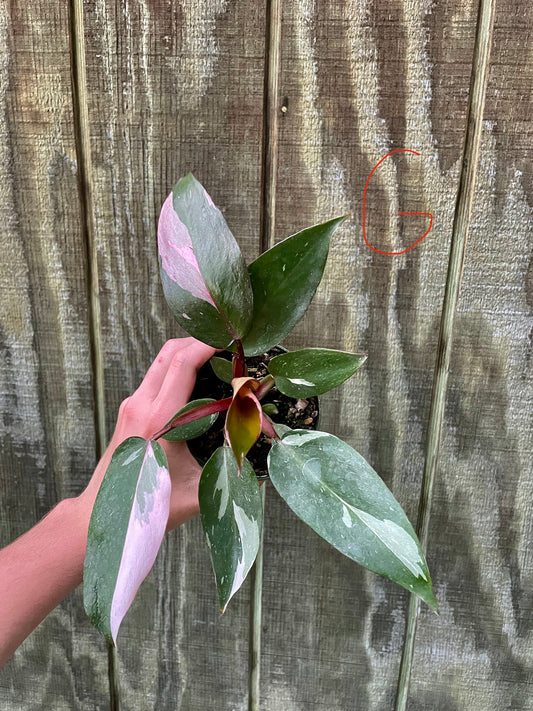 4” Pink Princess ‘G’