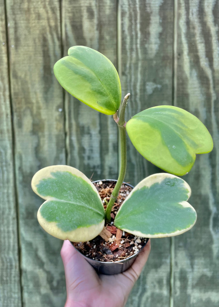 XL 4” Variegated Hoya Kerrii (exact Plant) - Succulent/Houseplant