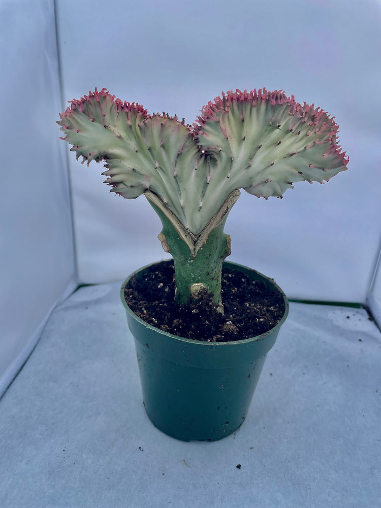 4” Euphorbia Variegated Lactea