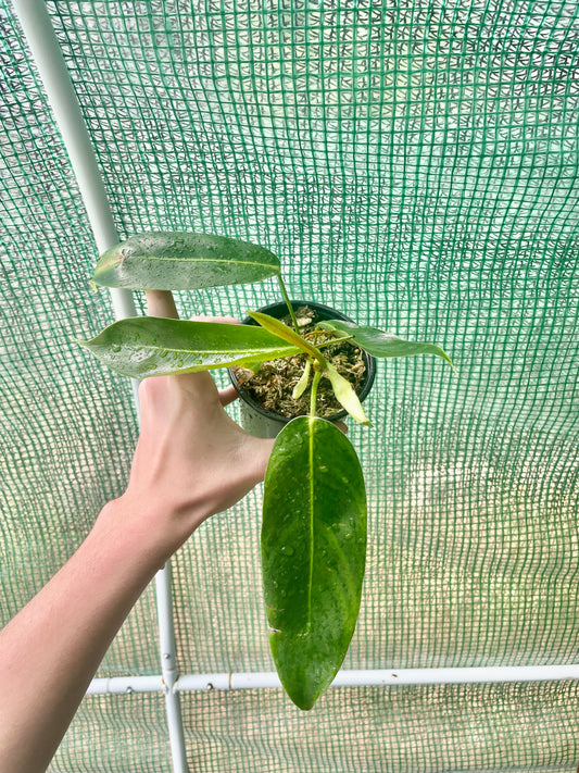 4” Philodendron Patriciae