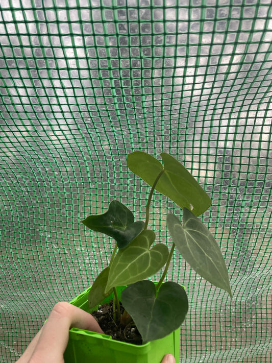 4” Anthurium Clarinervium