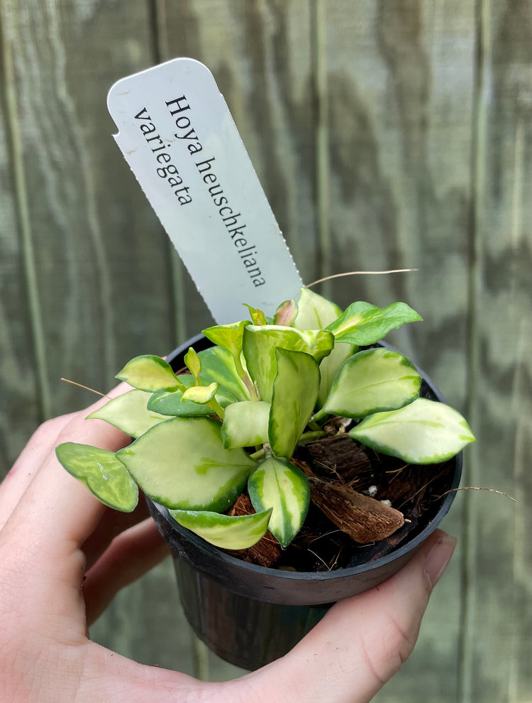 3.5” Hoya Heuschkeliana Variegata ‘A’ - Houseplant