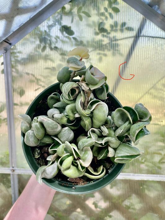 6” Variegated Compacta ‘G’