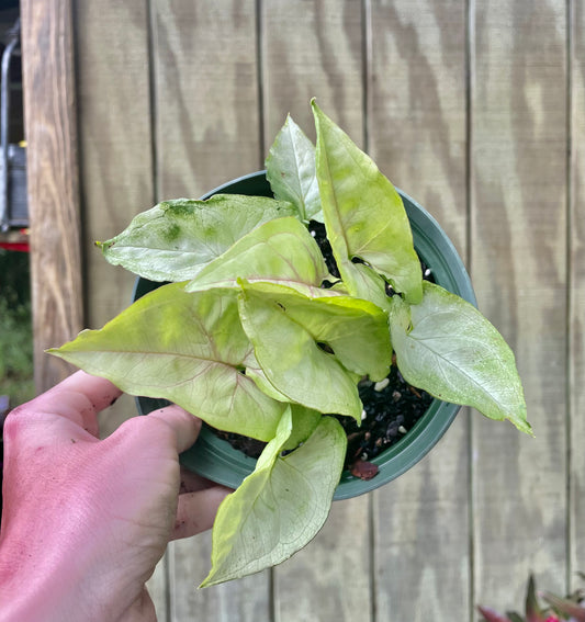 6” White Butterfly Syngonium- Houseplant