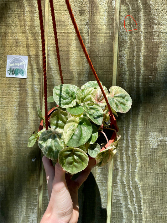 6” HB Pink Lady (High-Variegated Mother plant) ‘D’