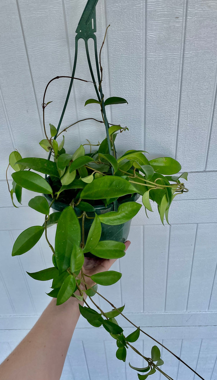 8” HB & 6” Hoya Carnosa Jade- Houseplant
