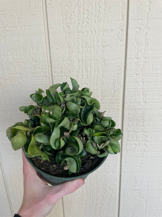 6” Hoya Compacta