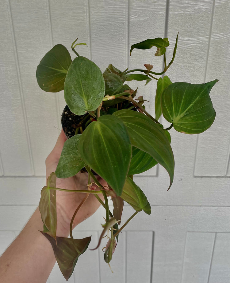 4” Philodendron Micans - Houseplant
