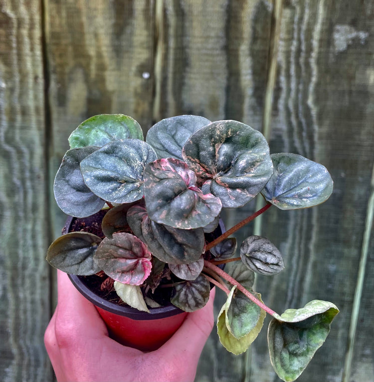 4” Pink Lady Peperomia