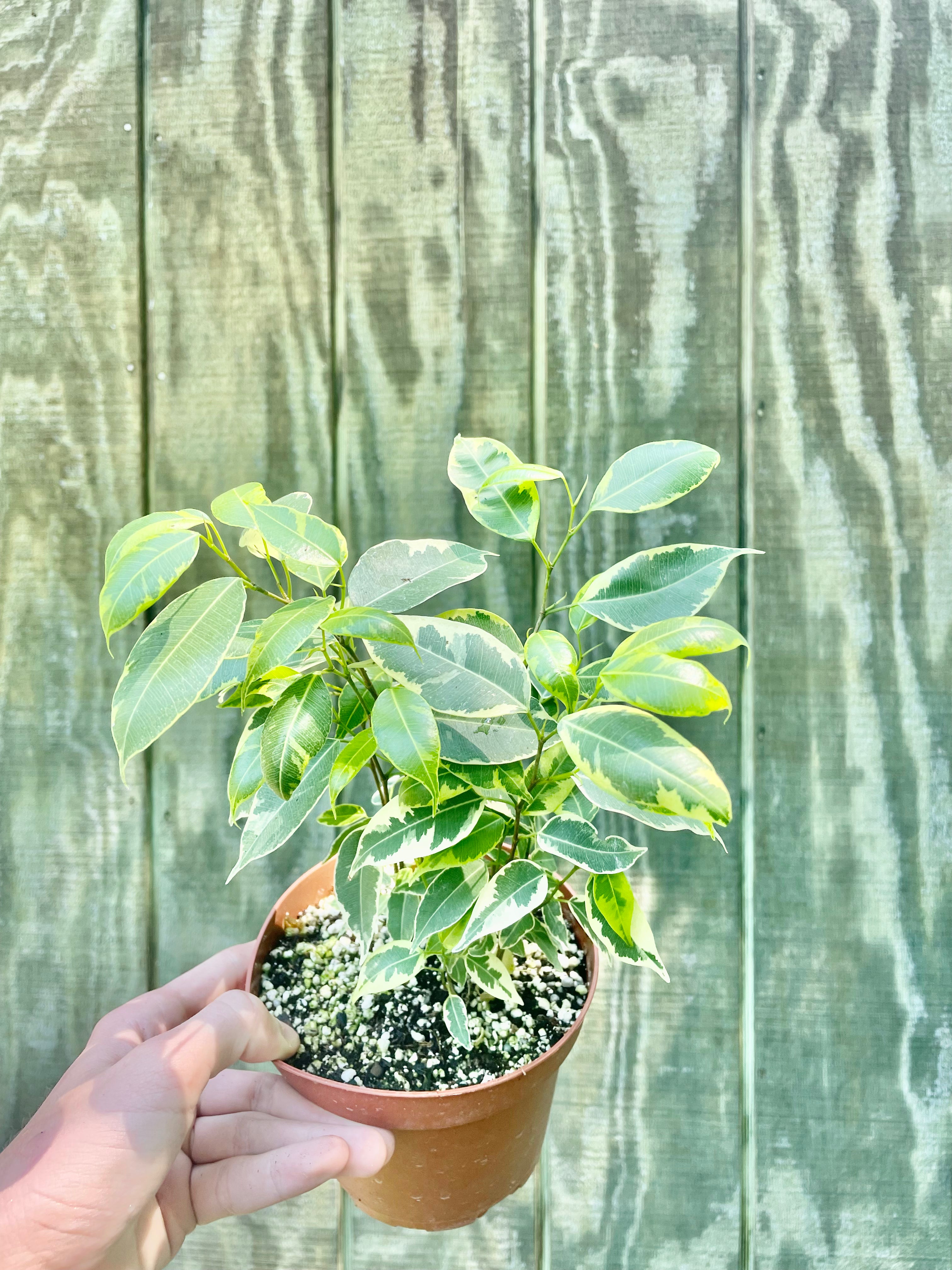 6” Variegated Ficus