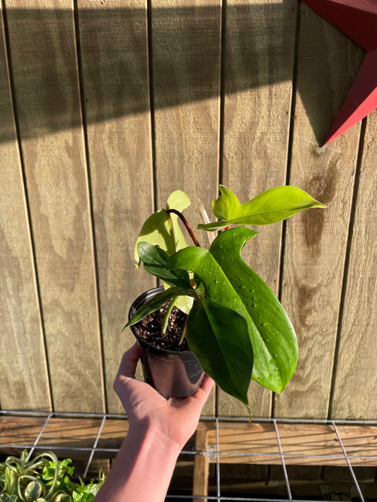 4” Florida Green Philo