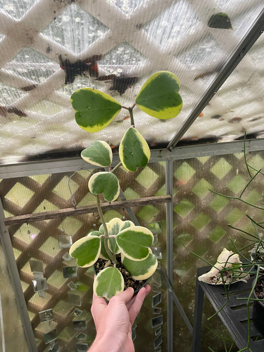 4” Variegated Hoya Kerri
