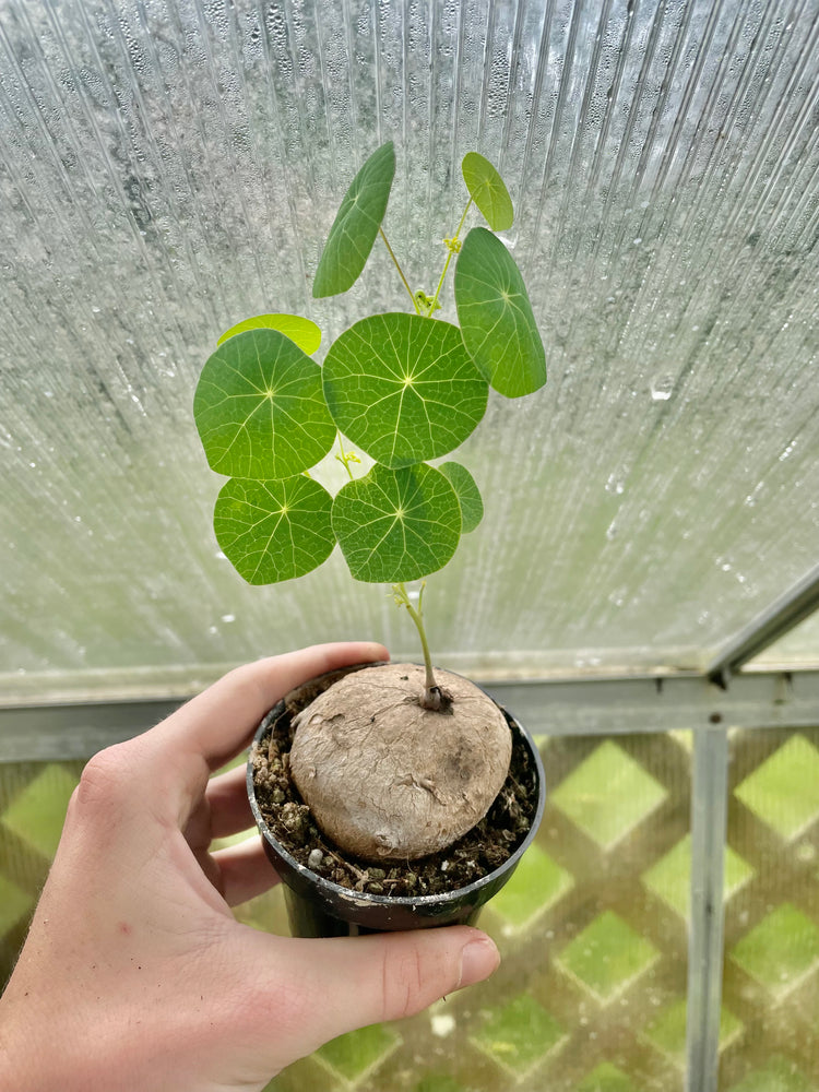 3” Stephania Erecta (Medium) - Succulent/ Houseplant
