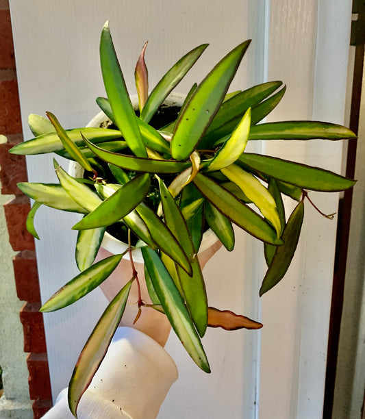 Variegated Hoya Kentiana in HB - Houseplant