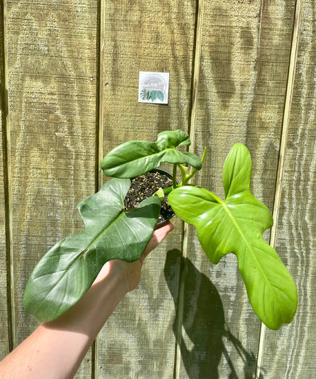 philodendron bipenn 4” Philodendron Bipenn