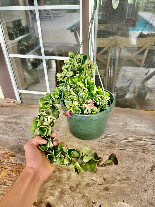 8” Hoya Variegated Rope