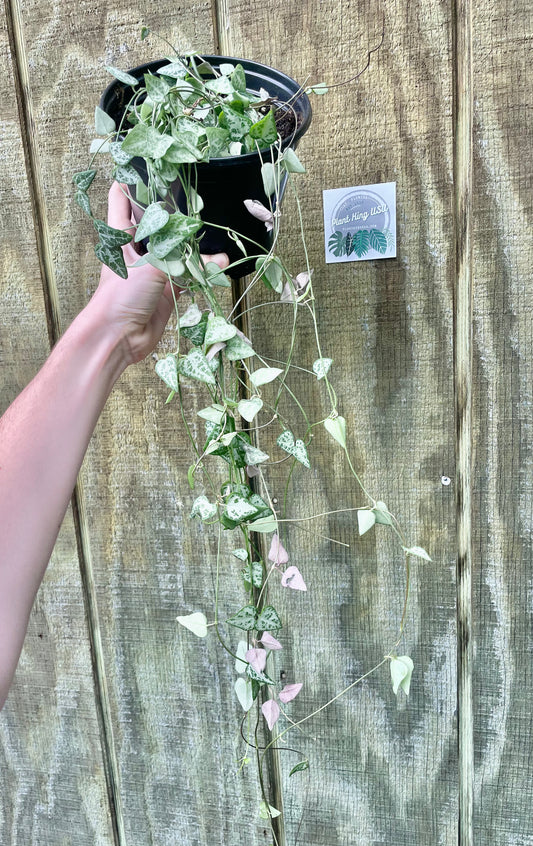 6” (Long) String of Spades
