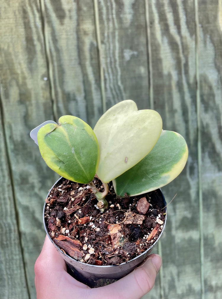 4” Hoya Variegated Kerrii *special- Succulent/Houseplant