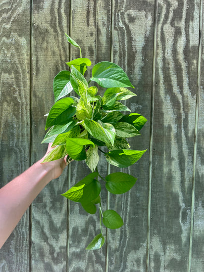 pothos mq 6” MQ Pothos